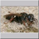 Oxybelus uniglumis - Weissfleckige Fliegenspiesswespe 09a 7mm - Sandgrube Niedringhaussee.jpg